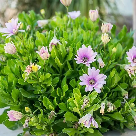 St. Peter's Pool Marsaxlokk