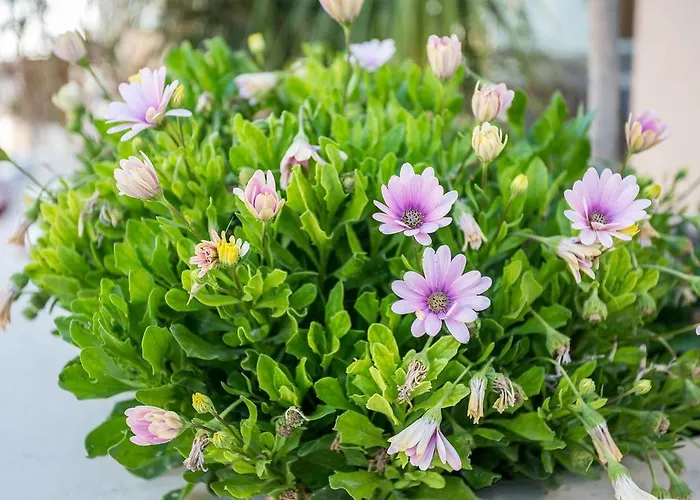 St. Peter's Pool Marsaxlokk